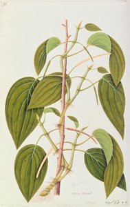 Betel Yaprağı, Malacca Şifalı Bitkilerinin Elli Beş Çiziminden, Cilt 1, c.1805-18 (kağıt üzerinde wc) by Chinese School