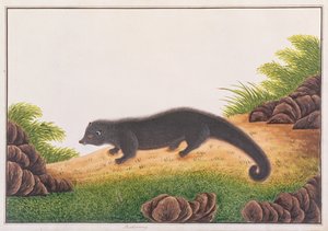 Binturong, Malacca