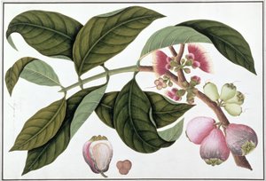 Eugenia veya Jamboo Teloie poote, Malacca