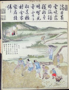 Hasat, Çin