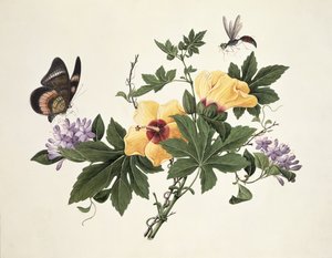 Hibiscus and Butterfly  by Chinese School