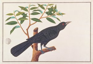 Koel, Malacca