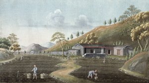 Çay dikimi (kağıt üzerine wc) by Chinese School