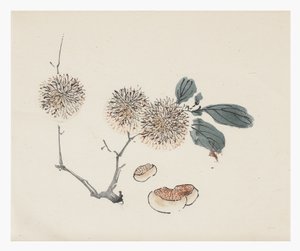 On Bambu Serisi, 18. yüzyıl by Chinese School
