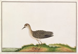 Ahşap Sandpiper, Malacca