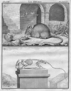 Fare, c1763.