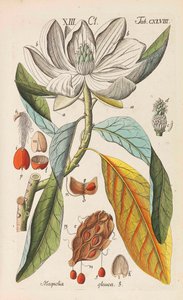 Botanik El Kitabı, 1808. by Christian Schkuhr