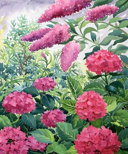 Bahçe Ortancaları ve Buddleia (kağıt üzerine sulu boya)