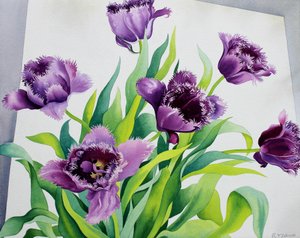 Mor Fringe Laleler (kağıt üzerine sulu boya) by Christopher Ryland