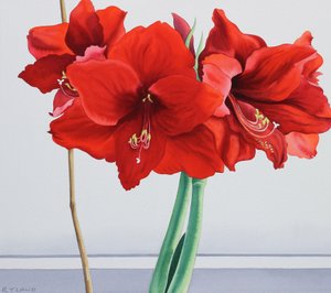 Kırmızı Amaryllis (kağıt üzerine sulu boya)