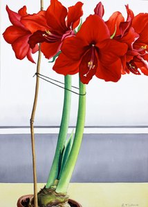 Kırmızı Amaryllis 2 (kağıt üzerine sulu boya) by Christopher Ryland