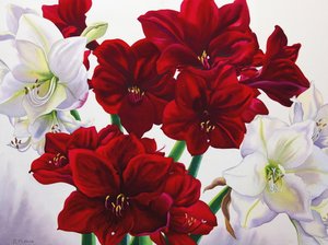 Kırmızı Beyaz Amaryllis, 2008 (kağıt üzerinde wc) by Christopher Ryland