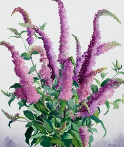 Yabani Buddleia by Christopher Ryland