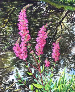 Wild Loosestrife (kağıt üzerine sulu boya) by Christopher Ryland