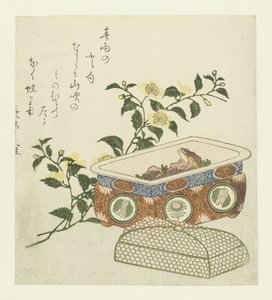 Kerria Japonica