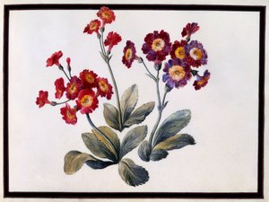 Kulak kepçesi, c. Kağıt üzerinde 1690 guaş.
