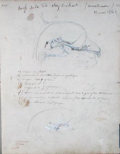 Bir kedinin kafasındaki sinir sistemi, Mayıs 1842 (kağıt üzerine kurşun kalem) by Claude Bernard