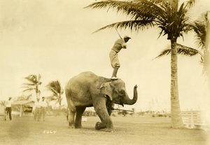 Rosie the Elephant