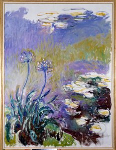 agapanthus by Claude Monet