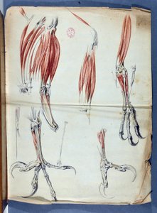 Bir Kartal Hamurunun Anatomisi, Claude Perrault 1613-1688 - Academie de Science - Paris tarafından 1666