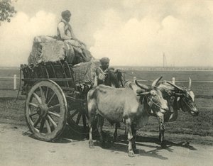 'Öküz arabası'. by Clifton and Co