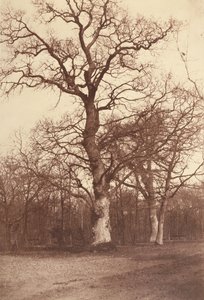 Ağaçların İncelenmesi, Bois de Boulogne