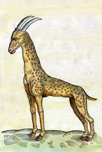 La zürafa. Conrad Gesner (1516 - 1565) tarafından Historia Animalium