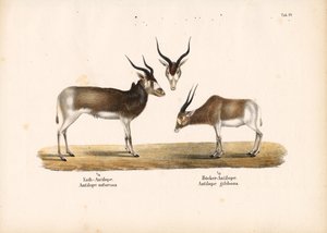 Addax ve Bontebok Antilopları by Conrad Kull