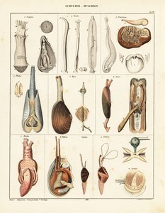 Çift kabuklu yumuşakçaların anatomisi. ,1841 (litografi) by Conrad Kull
