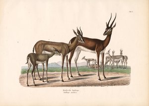 Yarı Çölde Arap Oryksi by Conrad Kull