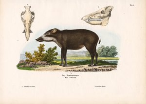 Anatomik Detaylara Sahip Bantlı Domuz by Conrad Kull