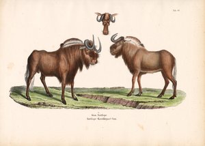 Baş Detaylı Siyah Antilop by Conrad Kull