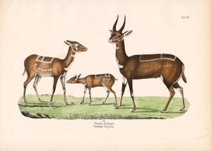Yavru Bushbuck by Conrad Kull