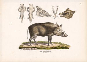 Kafatası Görünümlü Bushpig
