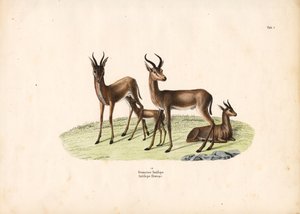 Aile Grubunda Yaygın Ceylan by Conrad Kull