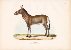 Dziggetai veya Moğol Yaban Eşeği by Conrad Kull