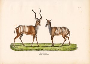 Erkek ve dişi formunda Büyük Kudu