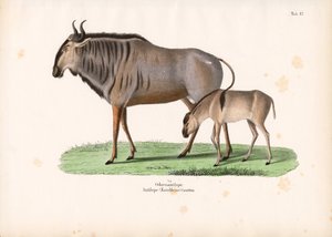 Buzağılı Hartebeest by Conrad Kull