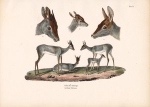 Portre Çalışmaları ile Klipspringer by Conrad Kull