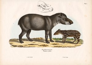 Yavrulu Ova Tapiri by Conrad Kull