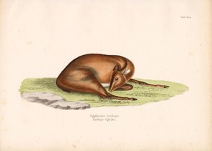 Ogilby Dalgıcı Dinlenme Pozisyonunda by Conrad Kull