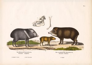 Yavru Peccaries ve Kafatası Anatomisi