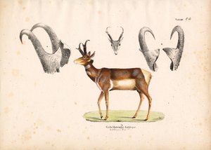 Boynuzlu Pronghorn Antilop İllüstrasyonları by Conrad Kull