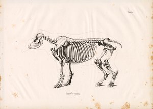 Ova Tapiri İskeleti