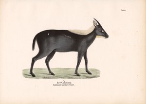 Sumatra Serow