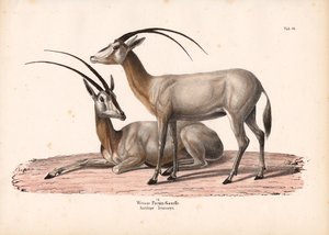 Beyaz Oryx