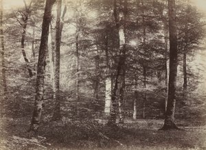İsimsiz Fontainbleau Ormanı, c. 1874.
