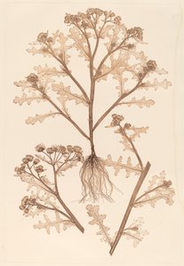 senecio viskoz by Constetin von Ettinghausen and Alois Pokorny