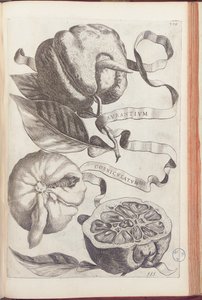 Boynuzlu Portakal, plaka 409, Giovanni Battista Ferrari tarafından "Hesperides veya de Malorum Aureorum Cultura et Usu Libri quatuor"dan, 1646