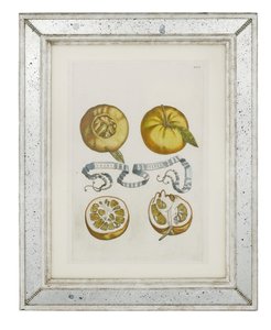 Portakallar, plaka 405, Giovanni Battista Ferrari tarafından "Hesperides veya de Malorum Aureorum Cultura et Usu Libri quatuor"dan, 1646